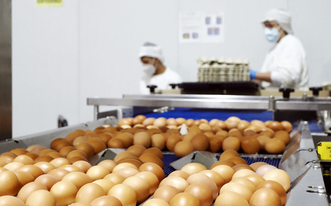 Solidarios con las granjas avícolas