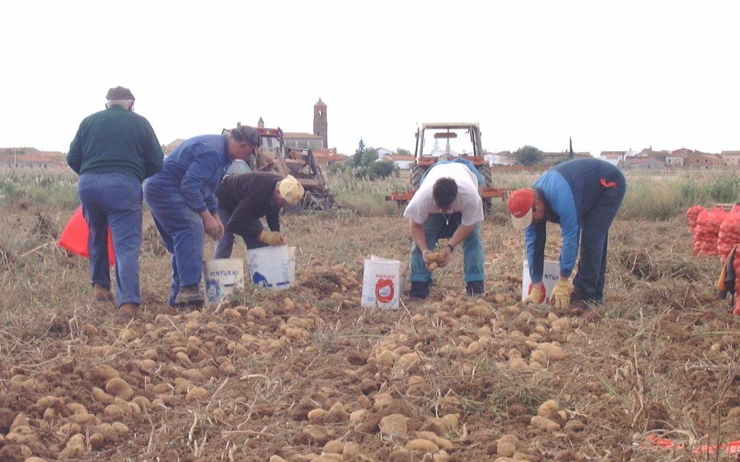 Sin patata no hay tortilla